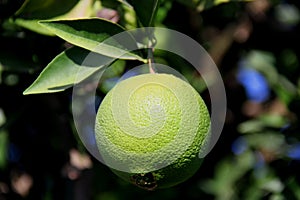 Bright green lime fruit close up in the village of Cirali in southern Turkey