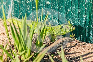 Bright green lizard basks in the sun