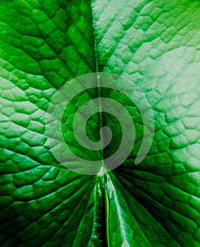 Bright green lotus leaf in the pool