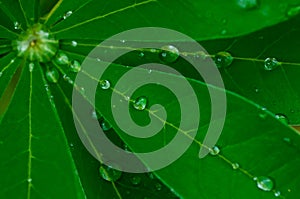 Bright green Lupine leaf with dew drops in cool morning light