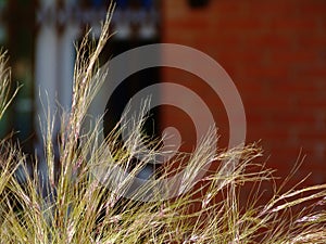 Bright green Mexican Feather Grass. blurred brown brick exterior wall background