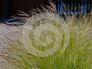 Bright green Mexican Feather Grass. blurred brown brick exterior wall background