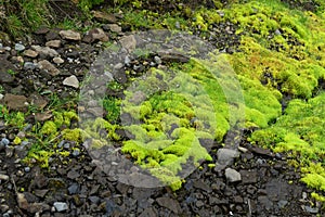 Bright green moss against dark rock on FimmvÃ¶rduhals mountain pass, Iceland