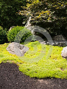 Bright green moss Background