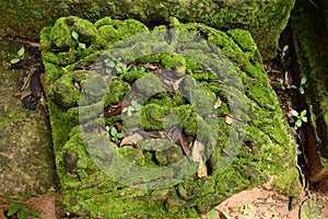 Bright green moss Div; Bryophyta