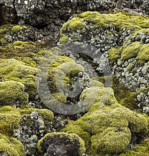 Bright green moss and gray lichen covered basalt or volcanic rock