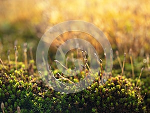 Bright green moss macro shot,Abstract natural background with green moss in the forest. Seasonal spring eco concept