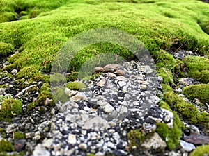 Bright green moss on the old asphalt road