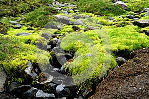 Bright green moss seen on FimmvÃ¶rduhals hiking trail, Iceland