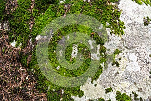 Bright green moss on a stone in the forest. Abstract nature forest background