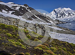 Bright green mosses now grow where the ice covered the landscape, Antarctica