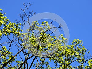 Bright green new spring leaves growing on the branches of a beech tree with bright blue sunlit sky