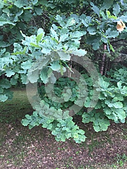 Bright green oak leaves on the background of the landscape