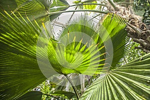 Bright green palm leaves.