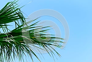 Bright green palm leaves close up against blue sky. Nature beauty, summer concept. Jungle inspired background