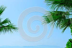Bright green palm leaves close up against blue sky. Nature beauty, summer concept. Jungle inspired background