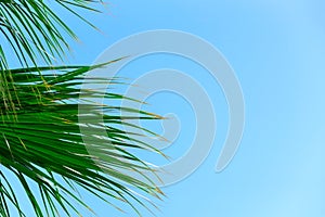 Bright green palm leaves close up against blue sky. Nature beauty, summer concept. Jungle inspired background