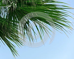 Bright green palm leaves close up against blue sky. Nature beauty, summer concept. Jungle inspired background