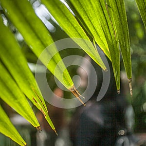 Bright green palm leaves at Kew Gardens.