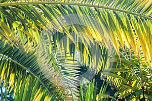 Bright green palm leaves in sun light