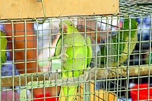 Bright green parrot in a cage on display.