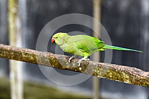 Bright Green Parrot Perched On Mossy Rail in Outdoor Setting with Long Tail