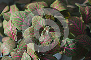 Bright green-and-pink foliage of nerve-plant