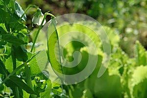 The bright green plant of Pisum sativum (sugar pea, snow pea) with unripe pod and flower in the garden on a sunny
