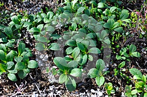 Bright green plants. Photo can be used as background image.