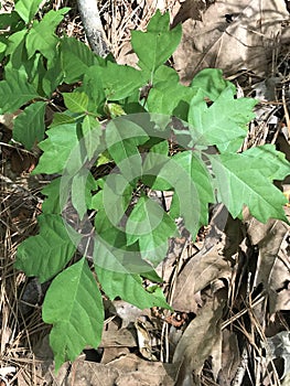 Bright Green Poison Ivy Vine Leaves - Toxicodendron - Morgan County Alabama USA photo