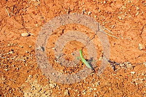 Bright green praying mantis on parched orange dirt in rural Laos