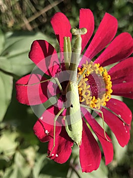 Bright Green Praying Mantis - Stagmomantis carolina - On Zinnia Blossom