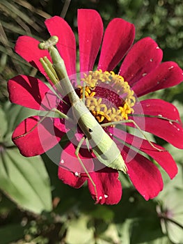 Bright Green Praying Mantis - Stagmomantis carolina - On Zinnia Blossom