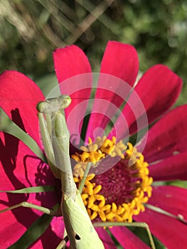 Bright Green Praying Mantis - Stagmomantis carolina - On Zinnia Blossom