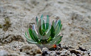 A bright green pretty plant growing the meadow in California