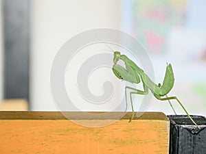 Bright Green Preying Mantis Mantid Mantises Mantidae Mantodea on wooden table in Thailand