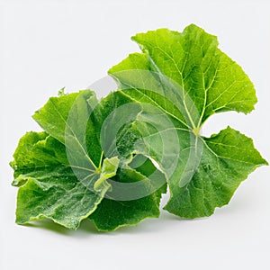 fresh pumpkin leaves. AI generate