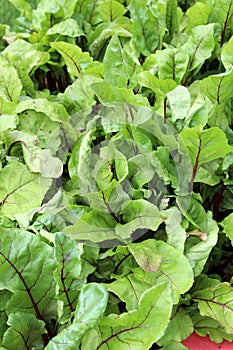 Bright green and purple leaves in variety of lettuce plants in vegetable garden