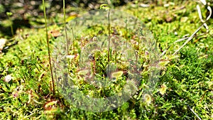 Bright green-red predatory plant Drosera rotundifolia among moss in the forest