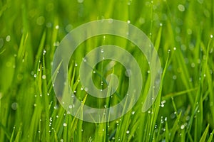 Bright green rice leaves with dew on the leaves, the image is blurred and clear at the right moment, giving a refreshing feeling