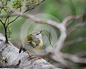 Bright green rifleman (Acanthisitta chloris) bird perched on a tree branch seen through branches