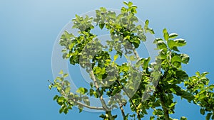 Bright green russet apples growing on a tree in the summer sun