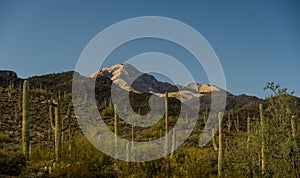 Bright Green Saguaro Cacti Span Hillsides Below Wasson Peak