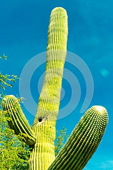 Bright green saguaro cactus in the hills of arizona southwestern north america in united states with spikes