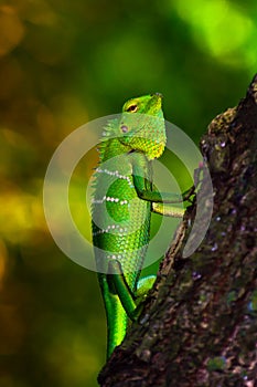 Bright green scaled forest Lizard.