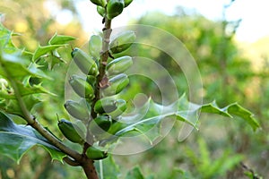 Bright green Sea holly fruits on branch.