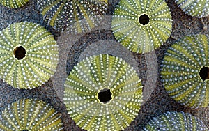 Bright green sea urchin shells close up on wet sand top view.
