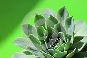 A bright green sempervivum succulent plant