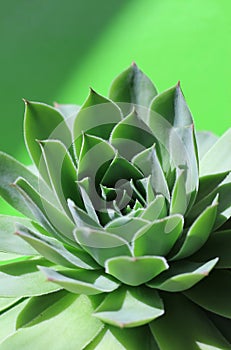 Bright green sempervivum succulent plant