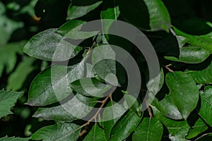 bright green shiny leaves on thin twigs of plant in sunlight in forest